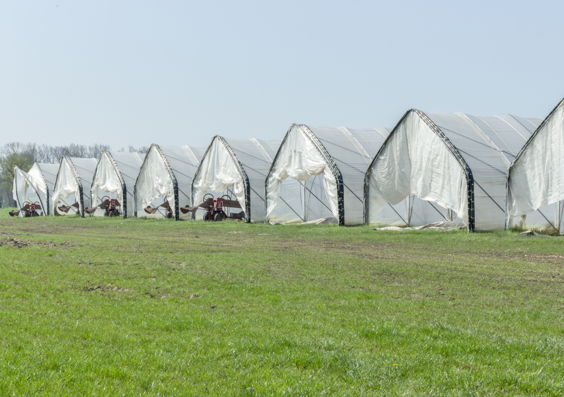 Kiszámítható támogatás az üvegházban és fóliasátrakban termesztett zöldségekre
